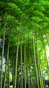 透光绿荫-拍信图库