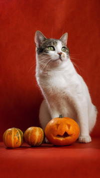 White Cat, Orange Pumpkins, and a Festive Scene