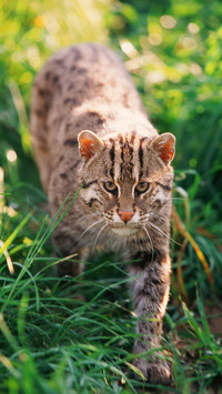 How fishing cats catch fish 60
