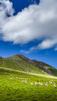 The sheep on the hillside are like pearls