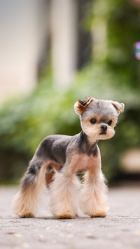 Differences between Pastoral and Pet Dogs 7