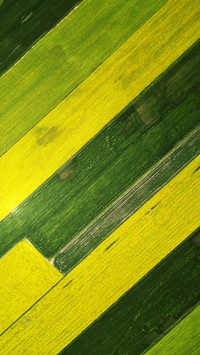 Sea of rapeseed flowers