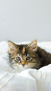 Tri colored cats are all female cats