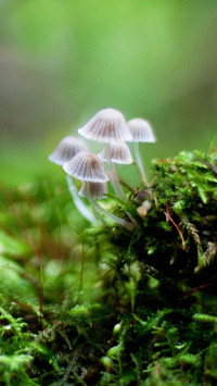 会呼吸的苔藓