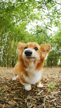 Why Are Dogs Eyes So Vivid 8