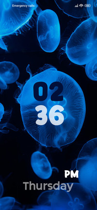 Jellyfish