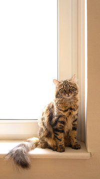 Cute domestic cat siting on window sill with copy space