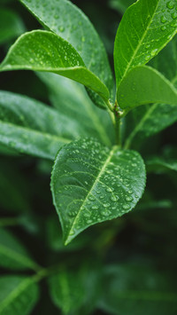 植物特写-锐景创意