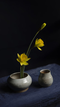 Recommended Plants for Study Cultivation 9