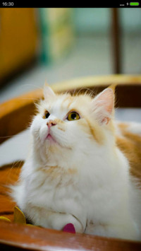 可爱小猫咪