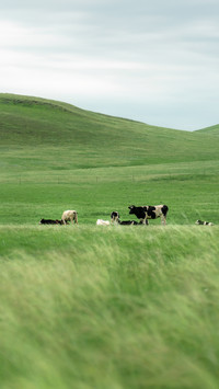 Wind blows grass low cattle and sheep visible
