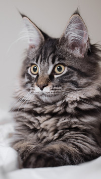 最爱干净的猫咪