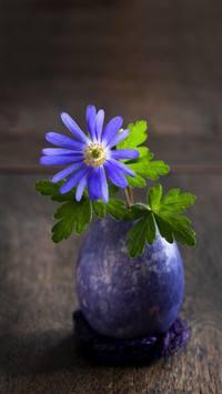 Magical solution for growing flowers 46