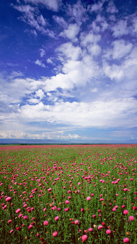 Mongolian grasslands