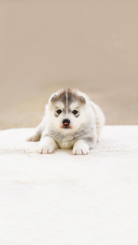 Siberian Husky puppy, Puppy lying