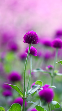 Undervalued potted flowers