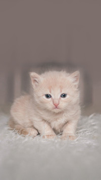 新手养猫必看