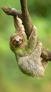 The laziest animal in a sloth
