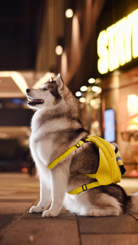 如何预防狗狗外出迷路