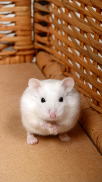 Hamster thousand cups not drunk 2