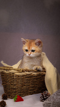 Twelve Constellations Cat Keeping Handbook 5