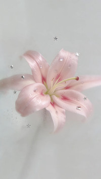 镜子另一面 是盛开的花