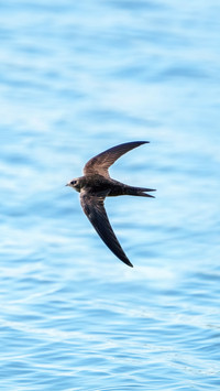 Do footless birds really exist