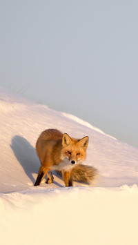 A Red Fox looks at the camera as the late evening