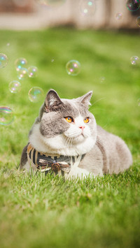猫咪的性格大不同