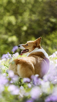 Greetings of dogs 3