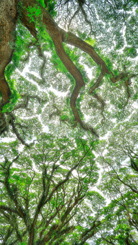 The rainforest of indonesia