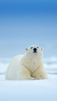 Polar Bear