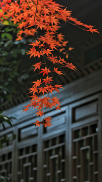 Red Leaves in Front of Chinese Buildings