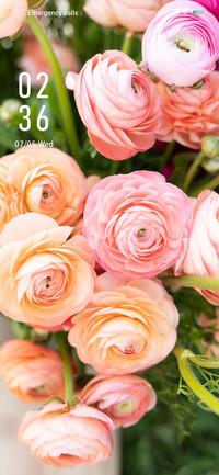 Pink rose
