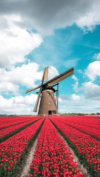 Colorful tulip field with windmill scenery