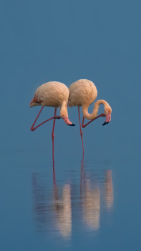 Why is flamingo pink 59