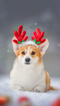 Welsh corgi in Christmas hat, lying in a snowdrift