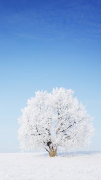 Winter scenery
