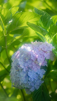 “千面女郎”绣球花