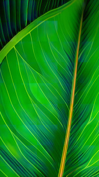 Green eye protection wallpaper