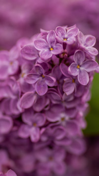 Roses and Lilacs (3)