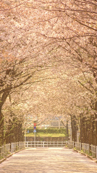 cherry blossom