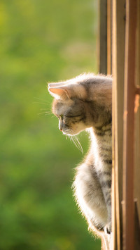 The cat looks out of the window sitting on the balcony