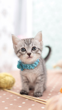 猫咪与线团