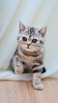 新手养猫指南
