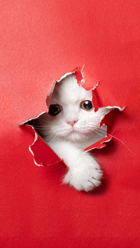How cats communicate with cats