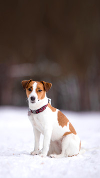 Jack Russell Terrier breed dog with winter forest