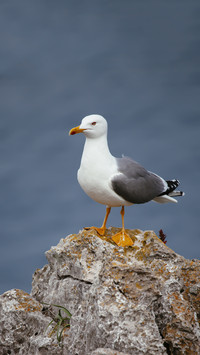 Seagull 3