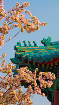 Begonia Flowers in Zhongshan Park