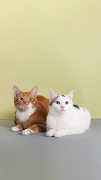 Two Cats in Red and White on Green Background